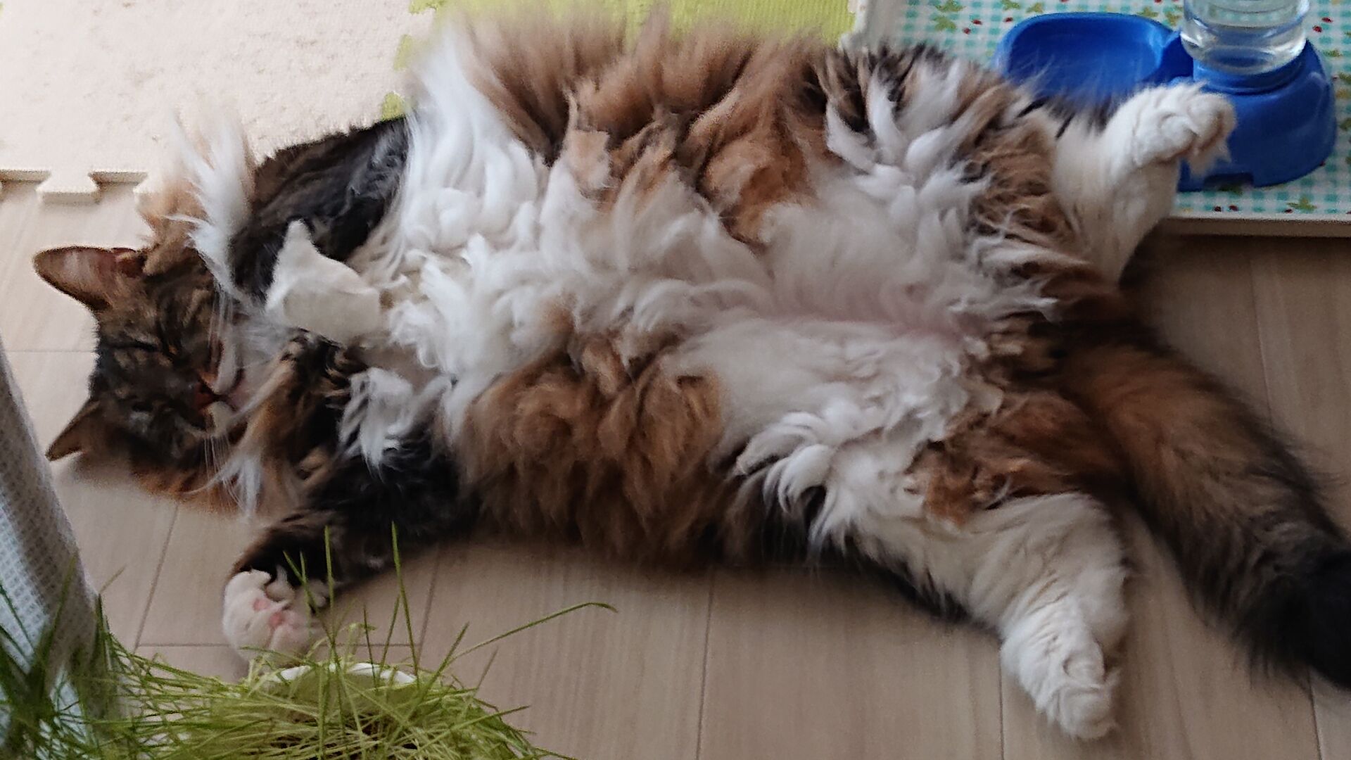 ブログ